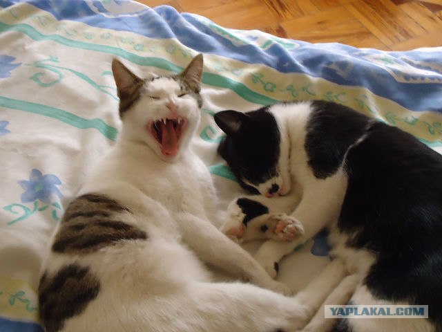 Котовторник 17.04.2012