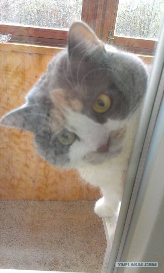 Котовторник  16.10.12