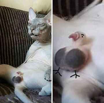 Странные фотки котеек