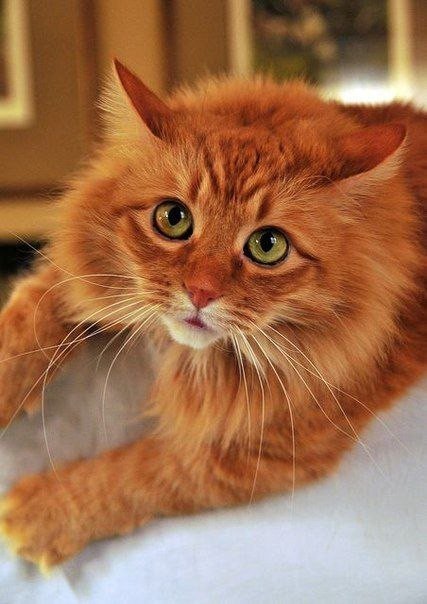 Забавные животные