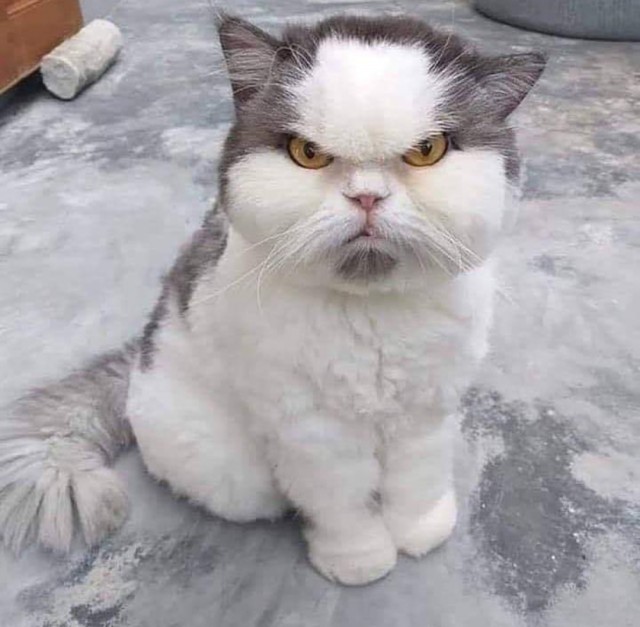 Смешные коты 25.08.20