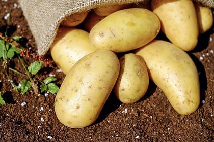 Член госдумы объяснил, почему выращивать картошку невыгодно
