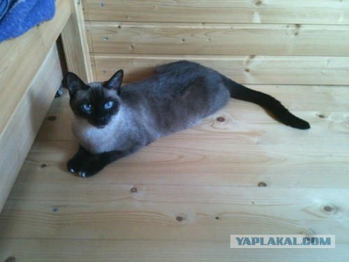 Котовторник 16.04.2013