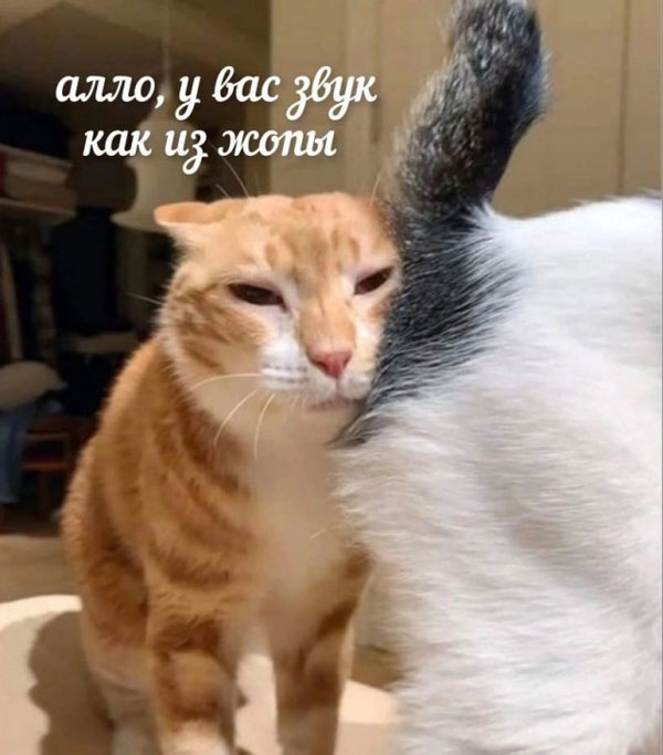 12 самых смешных котов в истории комического конкурса Comedy Pet Photography Awards