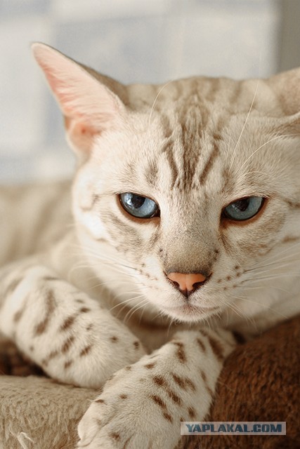 О бенгальских котах на наглядном примере