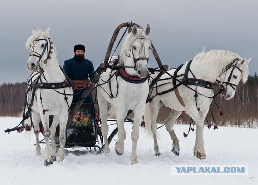 Бензина нет, всем привет