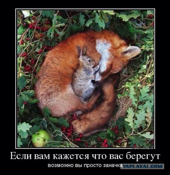 Олимпиада china молодцы