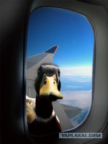 27 причин взять место у окна