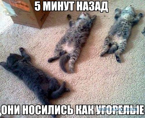 Пятничная подборка для поднятия настроения