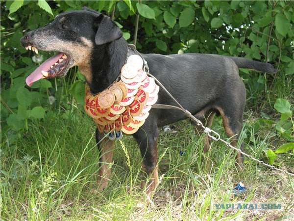 Нападение бойцовой собаки. 18+