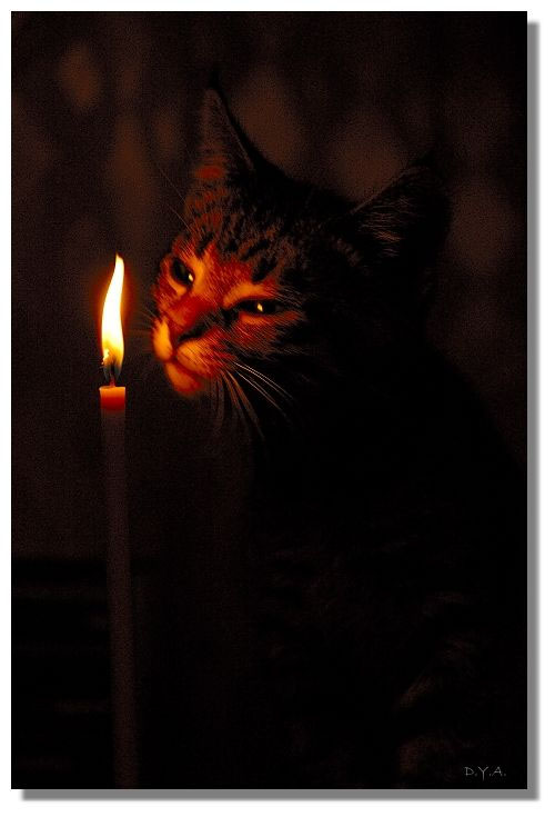 Коты, кошки, котята