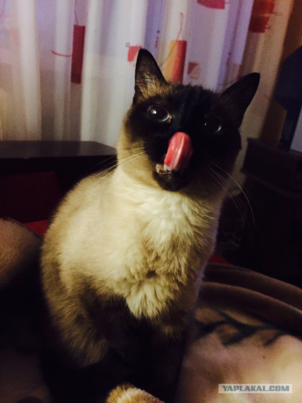 Интересные факты о сиамских кошках