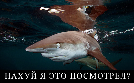 Каких только гадов не таит в себе океан?