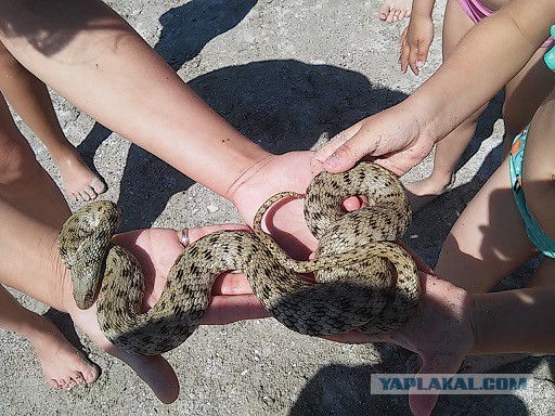 Змею надо не душить, а дергать