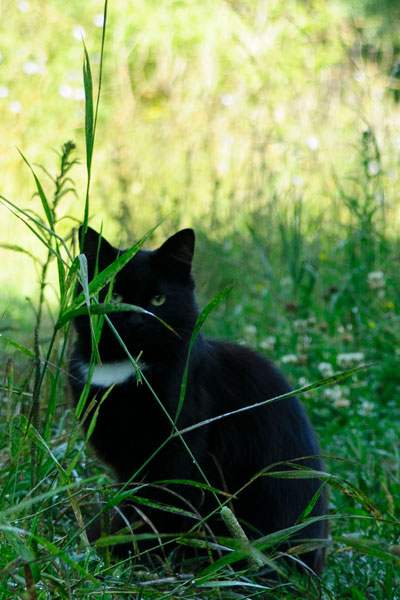 Котовторник  25.07.2017