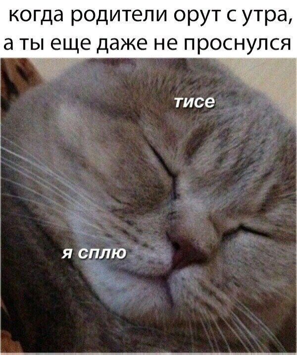 Коты и Кошки