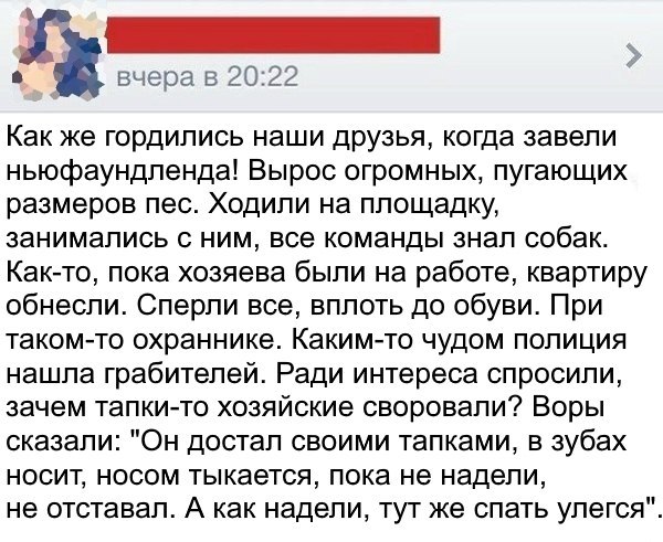 Ньюфаундленд - идеальная собака для семьи