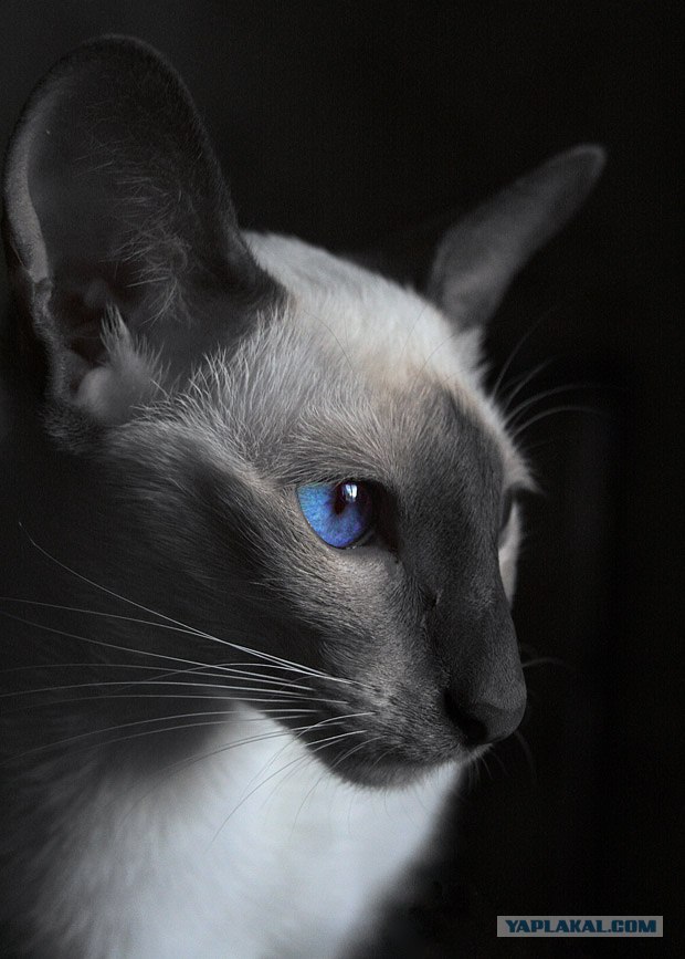 Котовторник  на  ЯПлакалъ