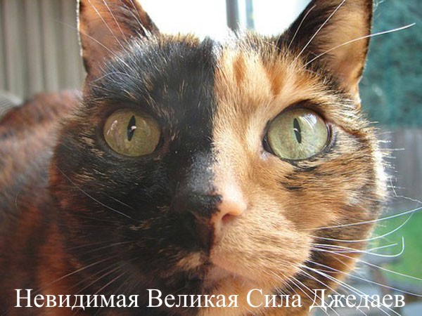 Коты и невидимые предметы 26 фот