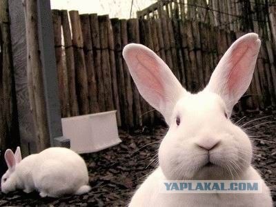 Кролики - это не только ценный мех...