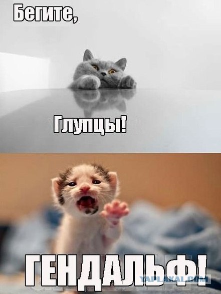 Котовторник  16.10.12