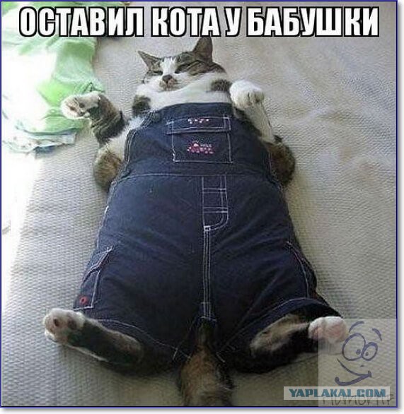Весёлые и/или жизненные картинки