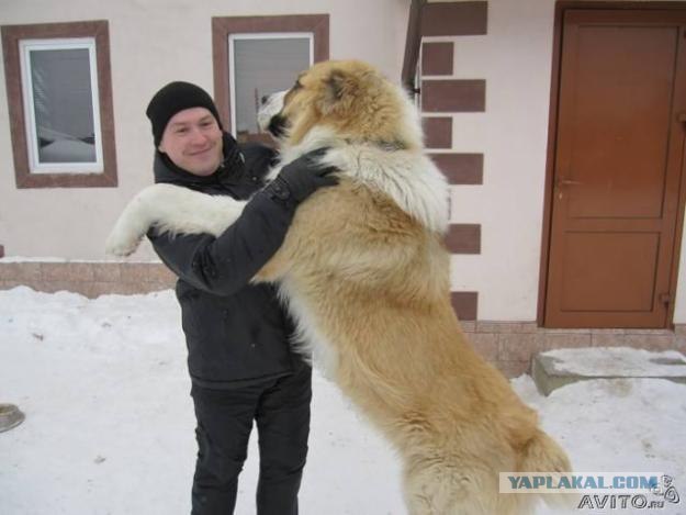 Челябинская сторожевая... щенок еще