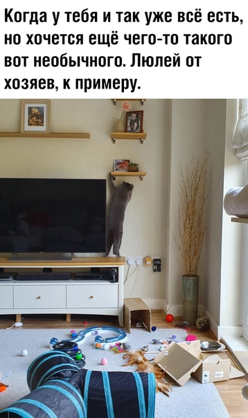 13529744.jpg