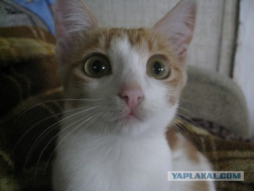 Жестокое обращение с животными ))