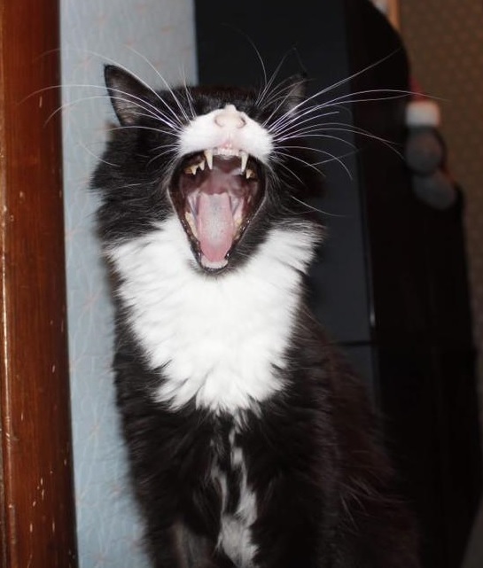 Котовторник