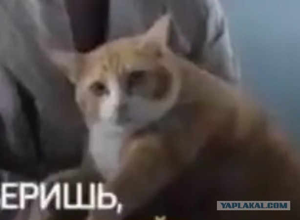 Чудеса случаются!