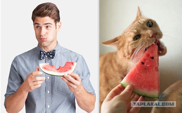 Мужики и котэ