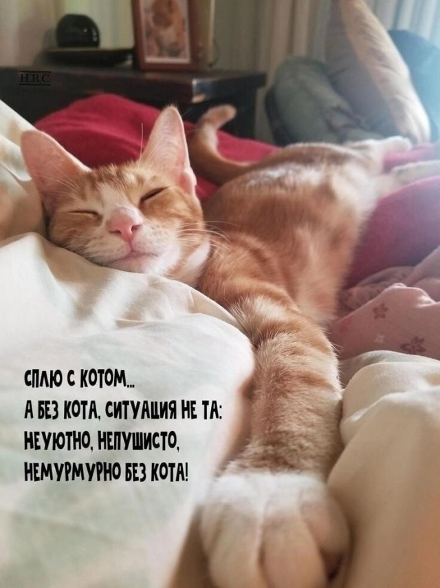 Жизнь домашнего приюта "Котоленд" 430