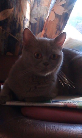 Котовторник 21.05.2013