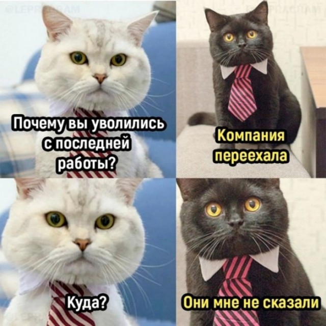К котовторнику: подборка картинок-баянов с котиками и про котиков. Выпуск 3.