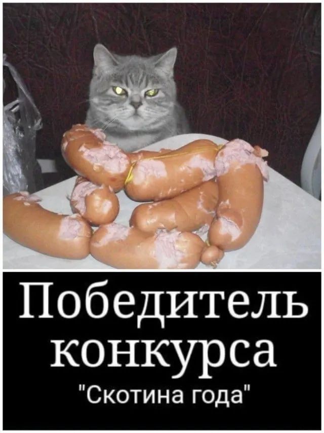 Котовторник: групполизинг