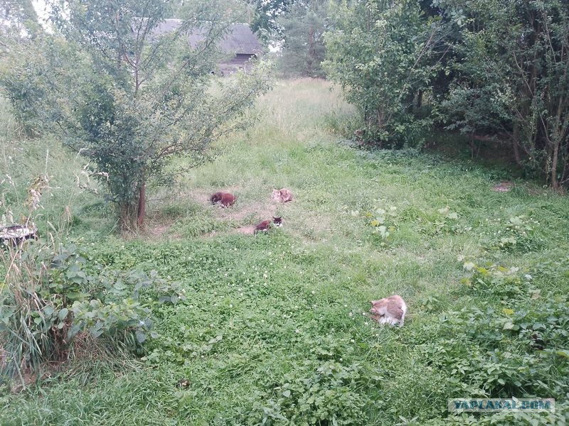 Жизнь домашнего приюта для котеек 549