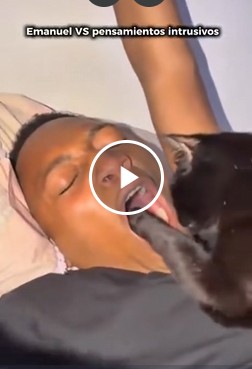 Смешные коты, разъяренные коты