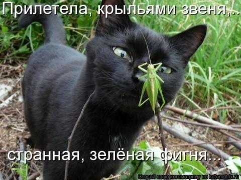 Когда вы плюсуeтe тему в платине