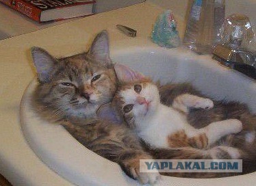 Сделайте паузу для срочного включения из ванны: два утёнка забрались на мохнатый остров из капибары