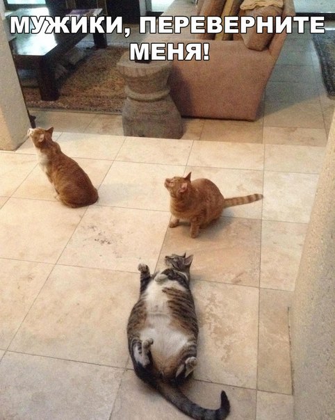 Мохнатые беспредельщики