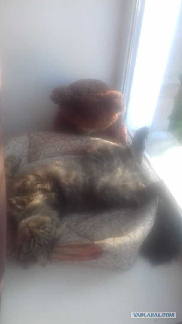 Котовторник 20.06.2017