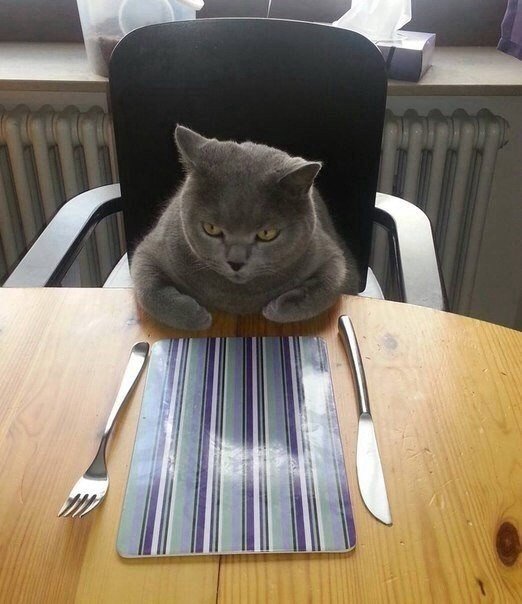 Коты и Кошки