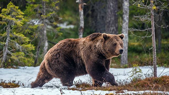 Медведь сломал забор на границе Латвии, пытаясь уйти в Россию