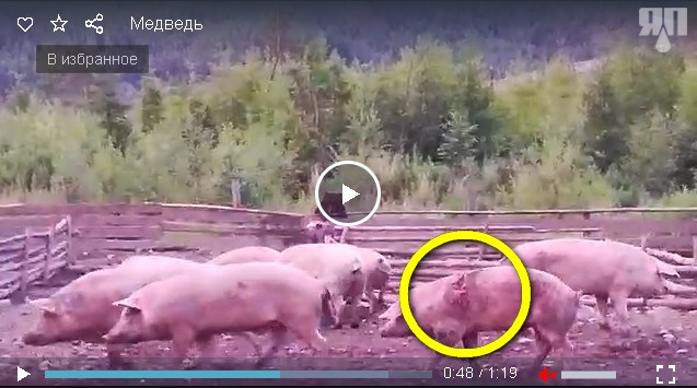 Мишка в гости заходил...