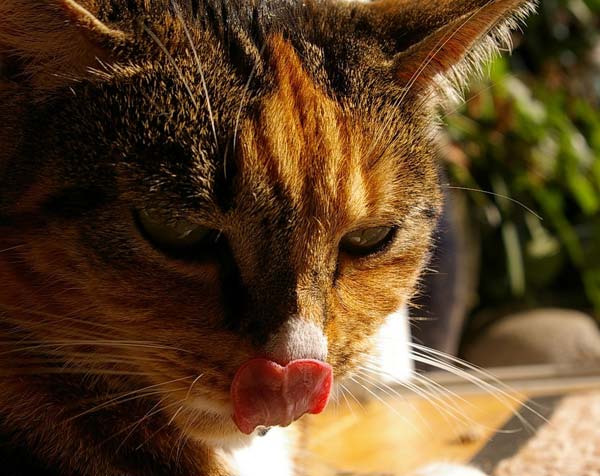 Котовторник  на  ЯПлакалъ