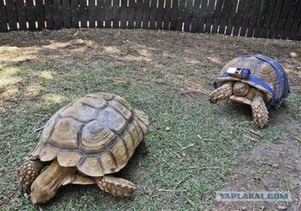 Черепаха на колесах
