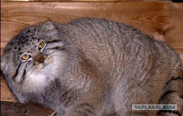 КОТовторник 13.04.2010г.