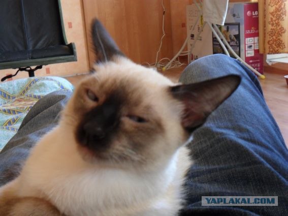 Котовторник, для любителей кошек