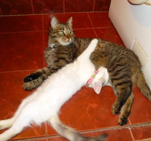 Котовторник 07.08.2012